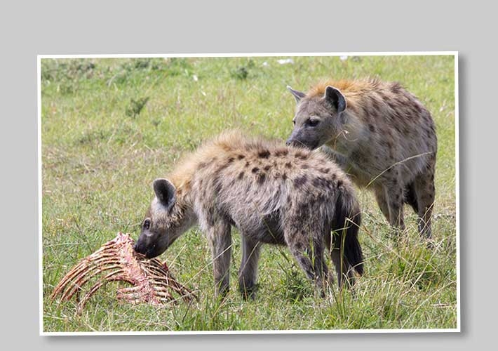 Hyenor
